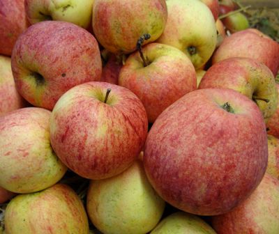 Artikelname Apfelbaum, Herbstapfel 'Dithmarscher Paradiesapfel' (Malus 'Dithmarscher Paradies') - alte Apfelsorte!