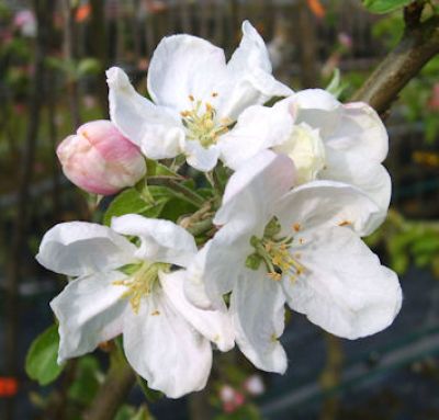 Artikelname Apfelbaum, Herbstapfel 'Dithmarscher Paradiesapfel' (Malus 'Dithmarscher Paradies') - alte Apfelsorte!