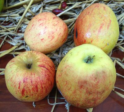 Artikelname Apfelbaum, Herbstapfel 'Doppelprinz' (Malus 'Doppelprinz') - alte Apfelsorte!