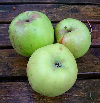 Artikelname Apfelbaum, Herbstapfel 'Doppelprinz' (Malus 'Doppelprinz') - alte Apfelsorte!