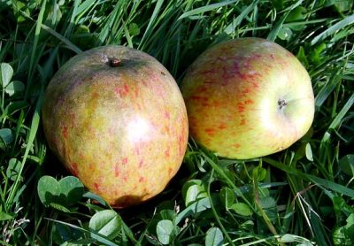 Artikelname Apfelbaum, Herbstapfel 'Doppelte Melone' (Malus 'Doppelte Melone') - alte Apfelsorte!