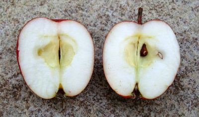 Apfelbaum, Herbstapfel 'Gestreifter Cousinot' (Malus 'Gestreifter Cousinot') - alte Apfelsorte!