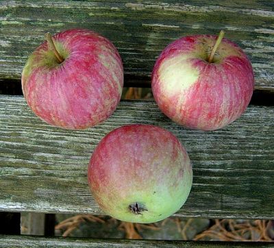 Apfelbaum, Herbstapfel 'Gestreifter Cousinot' (Malus 'Gestreifter Cousinot') - alte Apfelsorte!