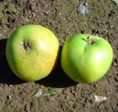 Apfelbaum, Herbstapfel 'Grahams Jubiläum' (Malus 'Grahams Jubiläumsapfel') - alte Apfelsorte!