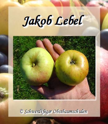 Apfelbaum, Herbstapfel 'Jakob Lebel' (Malus 'Jakob Lebel') - alte Apfelsorte!