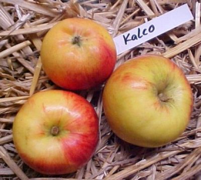 Apfelbaum, Herbstapfel 'Kalco' / 'Carola'  (Malus 'Kalco' / 'Carola') - alte Apfelsorte!