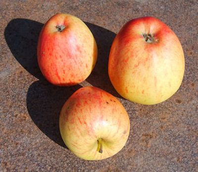 Apfelbaum, Herbstapfel 'Krumstedter Paradiesapfel' (Malus 'Krumstedter Paradiesapfel) - alte Apfelsorte!