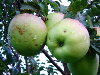 Apfelbaum, Herbstapfel 'Manks Küchenapfel' (Malus 'Manks Küchenapfel') - alte Apfelsorte!