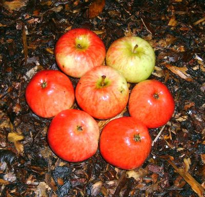 Apfelbaum, Herbstapfel 'Maunzenapfel' (Malus 'Maunzenapfel') - alte Apfelsorte!