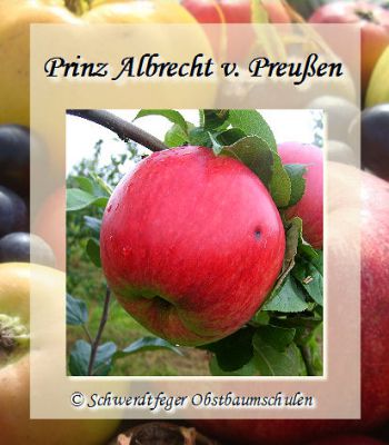 Apfelbaum, Herbstapfel 'Prinz Albrecht v. Preußen' (Malus 'Prinz Albrecht v. Preußen') - alte Apfelsorte!