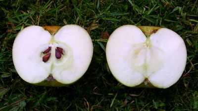 Apfelbaum, Herbstapfel 'Rosa Claussen' (Malus 'Rosa Claussen') - alte Apfelsorte!
