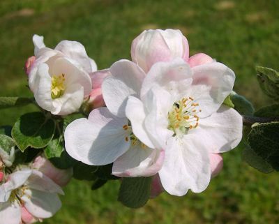 Apfelbaum, Herbstapfel 'Rosa Claussen' (Malus 'Rosa Claussen') - alte Apfelsorte!