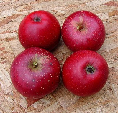 Apfelbaum, Herbstapfel 'Rote Sternrenette' (Malus 'Rote Sternrenette') - alte Apfelsorte!