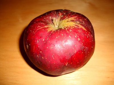 Apfelbaum, Winterapfel "Roter Eiserapfel"