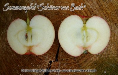Apfelbaum, Sommerapfel "Schöner von Bath"