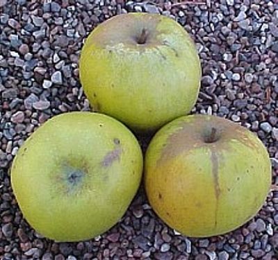 Apfelbaum, Herbstapfel 'Seestermüher Zitronenapfel' (Malus 'Seestermüher Zitronenapfel'') - alte Apfelsorte!