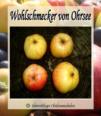 Apfelbaum, Herbstapfel 'Wohlschmecker v. Ohrsee' (Malus 'Wohlschmecker v. Ohrsee') - alte Apfelsorte!