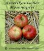 Apfelbaum, Sommerapfel "Amerikanischer Rosenapfel"