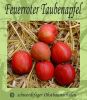 Apfelbaum, Herbstapfel "Feuerroter Taubenapfel"