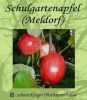 Apfelbaum, Herbstapfel "Schulgartenapfel"