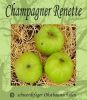 Apfelbaum, Winterapfel "Champagner Renette"