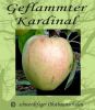 Apfelbaum, Winterapfel "Geflammter Kardinal"