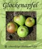 Apfelbaum, Winterapfel "Wei�er Winterglockenapfel"
