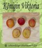 Pflaumenbaum, Pflaume "K�nigin Viktoria"