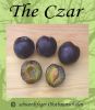 Pflaumenbaum, Pflaume "The Czar"