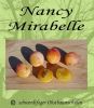 Mirabellenbaum, Halbstamm "Nancy Mirabelle"