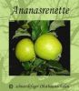 Zwergapfelbaum "Ananasrenette" - Herbstsorte, schwachw�chsig!