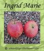 Zwergapfelbaum "Ingrid Marie" - Herbstsorte, schwachw�chsig!