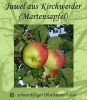 Zwergapfelbaum "Juwel aus Kirchwerder" - Herbstsorte, schwachw�chsig!