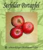 Zwergapfelbaum, Sommerapfel "Seefelder Portapfel", Zwergapfel-schwachw�chsig!