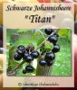 Johannisbeere ´Titan´ - Johannisbeersorte in Stammform