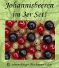 3er Sparset! Johannisbeeren - rote/schwarze/wei�e Johannisbeere - Stammform