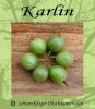 Stachelbeere-Gr�n "Karlin" - Stammform