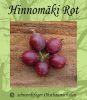 Stachelbeere-Rot "Hinnom�ki" - Stammform