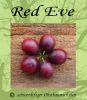 Stachelbeere-Rot "Red Eve" - Stammform