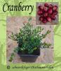 1 Stk. Cranberry/Moosbeere!