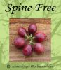 Stachelbeere-Rot "Spine Free" - Stammform