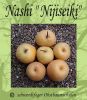 Nashi-Asienapfel "Nijiseiki" - Halbstamm