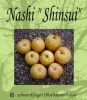 Nashi-Asienapfel "Shinsui" - Halbstamm