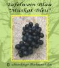 Tafeltraube-Weinrebe, blau, pilzfest, "Muscat Bleu"