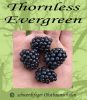 Dornenlose Brombeere 'Thornless Evergreen' - immergr�n!