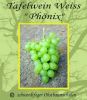 Tafeltraube-Weinrebe, wei�, pilzfest, "Ph�nix"