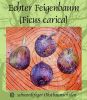 Echter Feigenbaum "Ficus carica" - Buschform