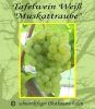 Tafeltraube-Weinrebe, pilzfest, "Wei�e Muskattraube"