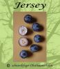 Blaubeere-Heidelbeere, Stammform "Jersey"