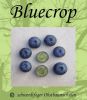 Blaubeere-Heidelbeere, Strauchform - "Bluecrop"